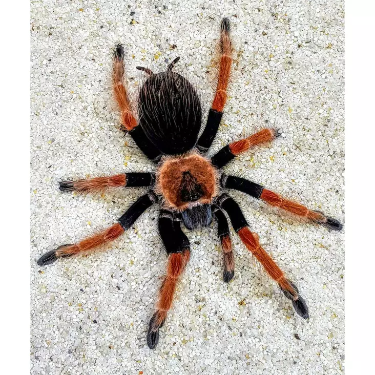 Hämähäkki Meksikon Tulijalka naaras - Hämähäkit ja skorpionit - 0342169 - 1