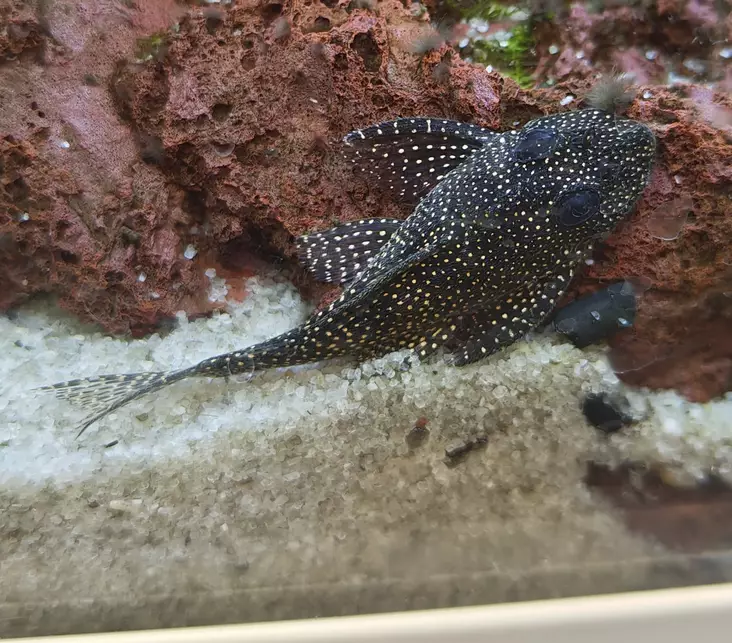 Linnunratapeko L262 - Pohjakalat - 21749 - 1