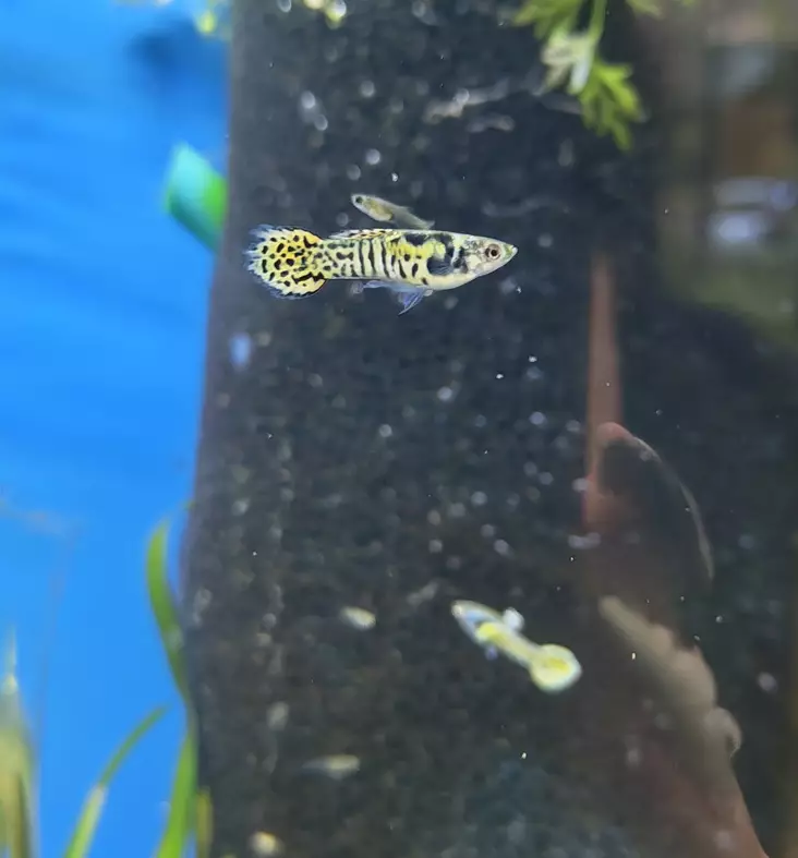 Miljoonakala endler tiger koiras - Synnyttävät ja killit - 64897489 - 1