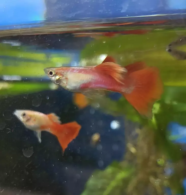 Miljoonakala punapyrstöinen koiras - Synnyttävät ja killit - 23534745869 - 1