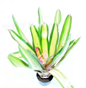 Bromelia Neoregelia kahala red dawn - Terraariokasvit elävät - 6548641689 - 1
