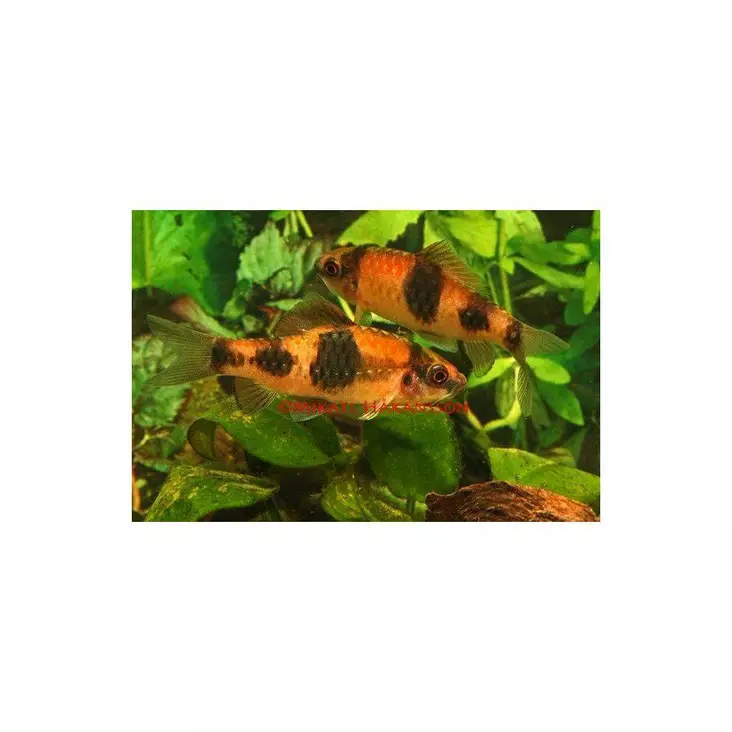 Pandabarbi Puntius fasciatus - Särkikalat - 2800999 - 1