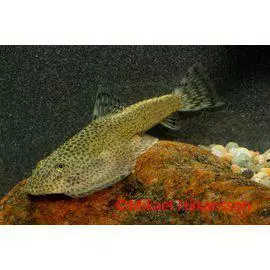 Pisteimunuoliainen - Nuoliaiset - 7030109 - 1