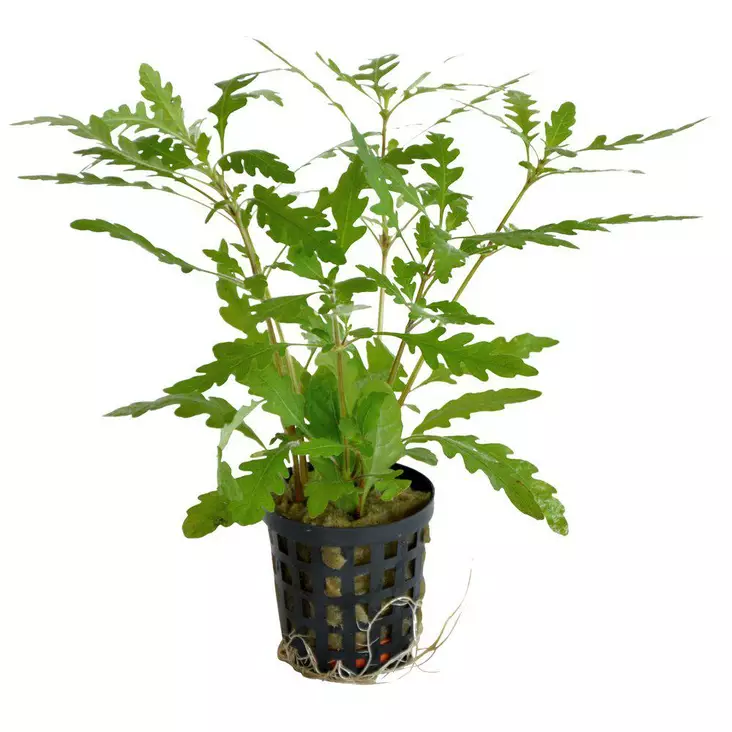 Sulkavesitähdikki Hygrophila pinnatifida - Akvaariokasvit - 20024569 - 1