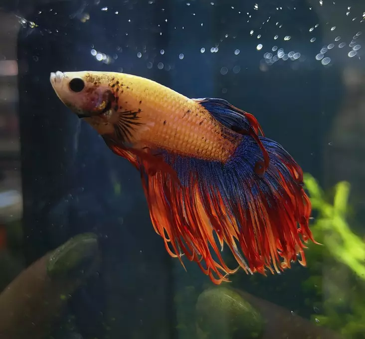 Taistelukala Crowntail koiras - Labyrinttikalat - 7050039 - 1