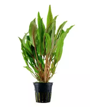 Cryptocoryne undulata - Akvaariokasvit - 110A - 1