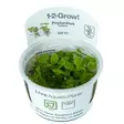1-2 Grow laipikkalaji.Pintakasvi - Akvaariokasvit - 028TC - 1