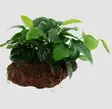 1-2 Grow Anubas barteri var.nana - Akvaariokasvit - 101tc - 1