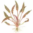 1-2 grow! Cryptocoryne nurii - Akvaariokasvit - 126tc - 2