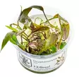 1-2 grow! Cryptocoryne nurii - Akvaariokasvit - 126tc - 1