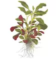 Lobelia cardinalis - Akvaariokasvit - 053c - 1