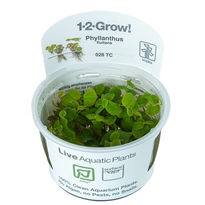 1-2 Grow laipikkalaji.Pintakasvi - Akvaariokasvit - 028TC - 1