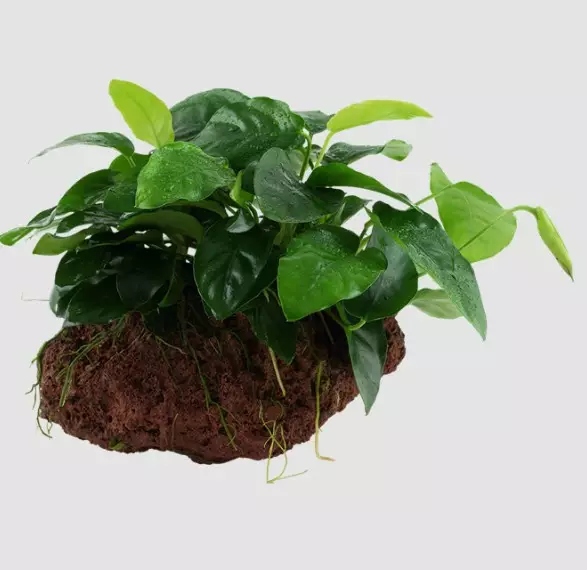 1-2 Grow Anubas barteri var.nana - Akvaariokasvit - 101tc - 1