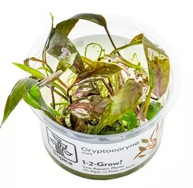 1-2 grow! Cryptocoryne nurii - Akvaariokasvit - 126tc - 1
