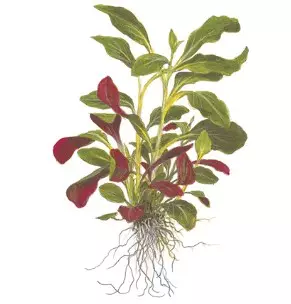 Lobelia cardinalis - Akvaariokasvit - 053c - 1