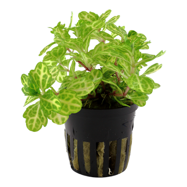 Tammenlehväruoho - Akvaariokasvit - 053ee - 1