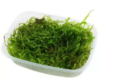 Taxiphyllum barbieri "bogor moss" - Akvaariokasvit - 003por - 1