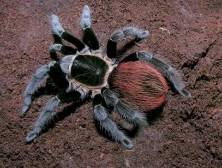 Tliltocatl vagans 7cm naaras - Hämähäkit ja skorpionit - 223665223, - 1